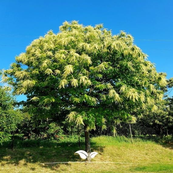 Castanea sativa | Gardline