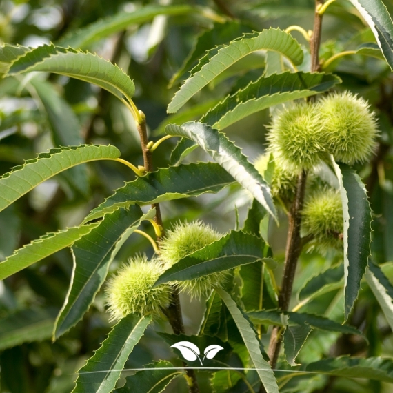 Castanea sativa | Gardline