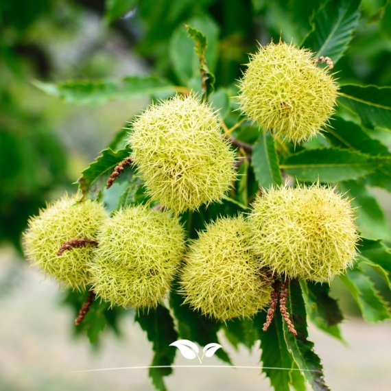 Tamme Kastanje - Castanea sativa | Gardline