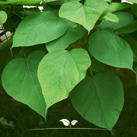 Boltrompetboom - Bolcatalpa Nana - Catalpa bignonioides Nana | Gardline