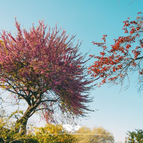 Judasboom - Cercis siliquastrum | Gardline