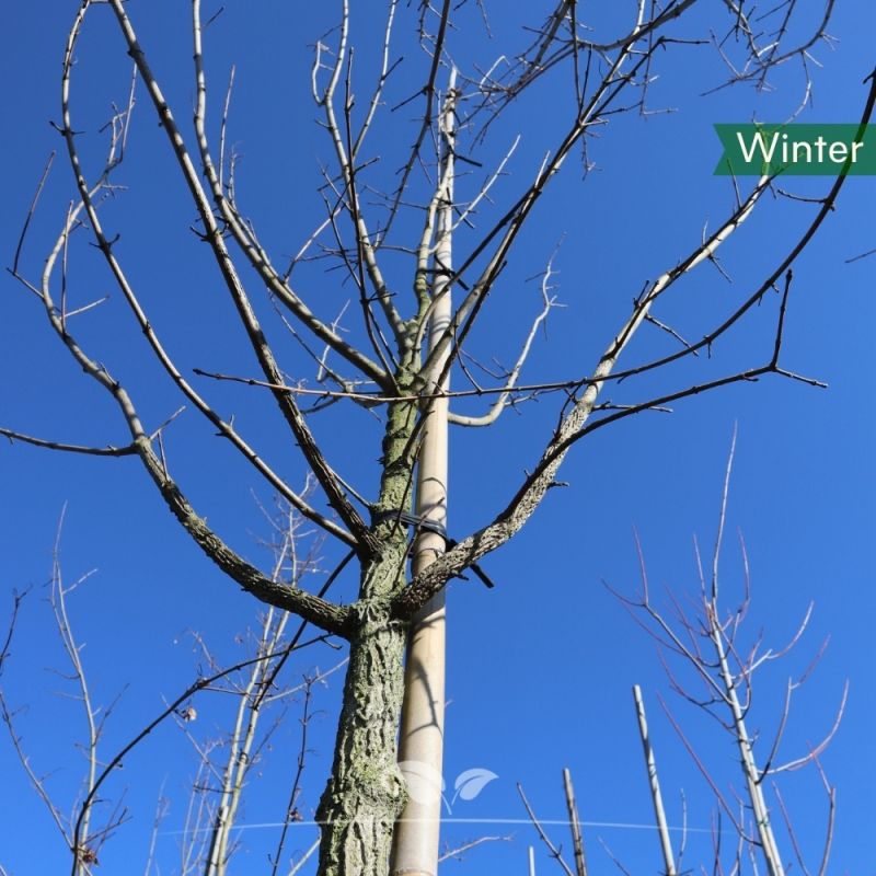 Veldesdoorn - Spaanse Aak - Acer campestre | Gardline