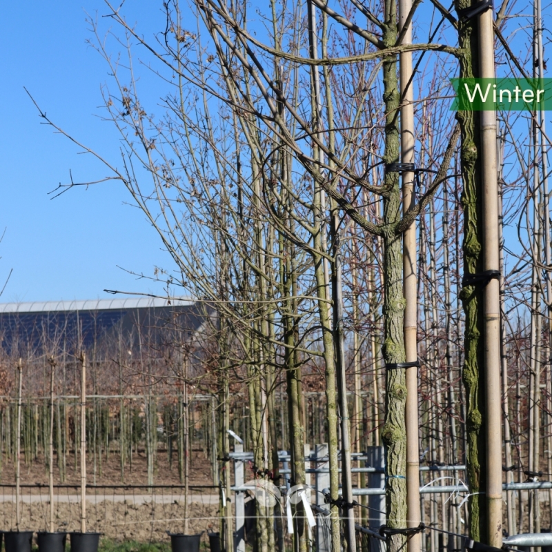 Veldesdoorn - Spaanse Aak - Acer campestre | Gardline
