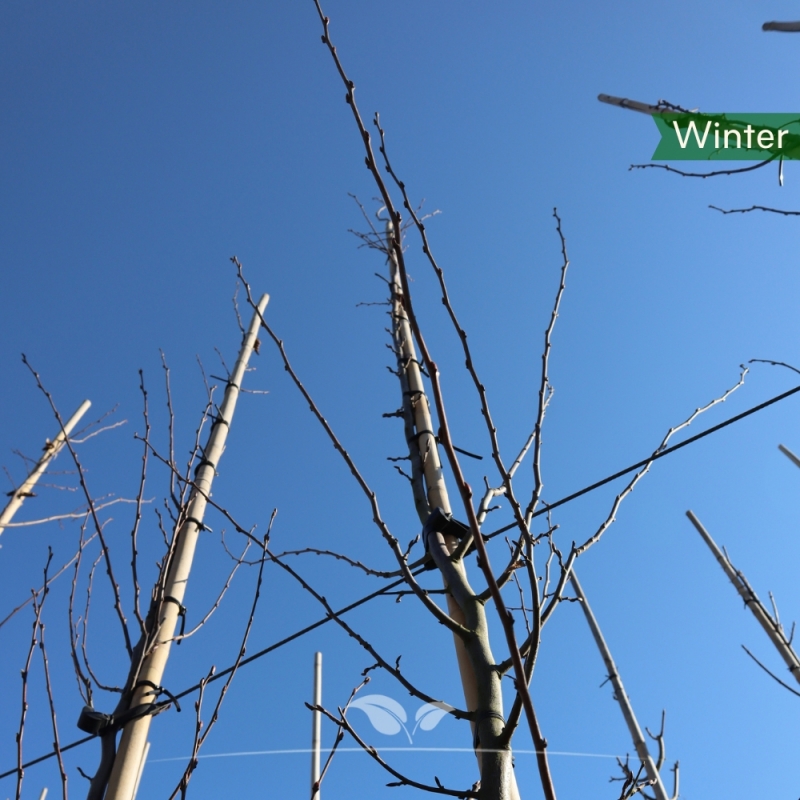 Zuilhaagbeuk Frans Fontaine - Carpinus betulus Frans Fontaine | Gardline