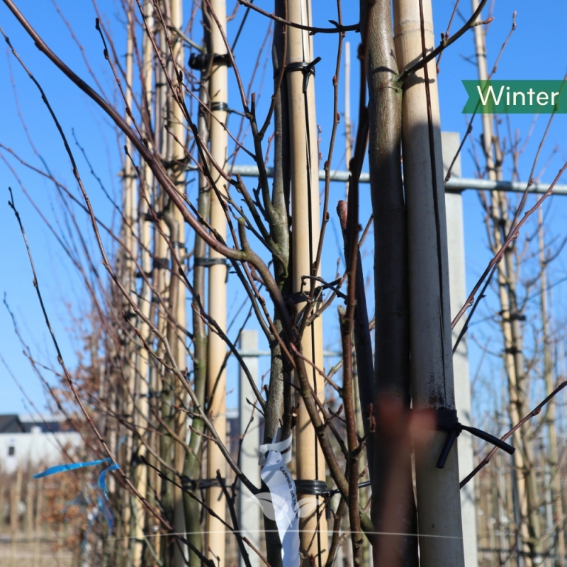 Zuilhaagbeuk Frans Fontaine - Carpinus betulus Frans Fontaine | Gardline