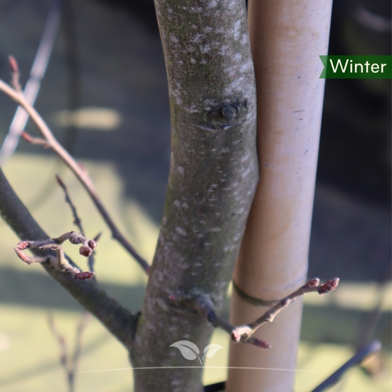 Zuilhaagbeuk Frans Fontaine - Carpinus betulus Frans Fontaine | Gardline