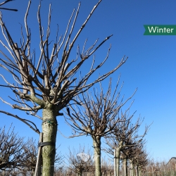 Boltrompetboom - Bolcatalpa...