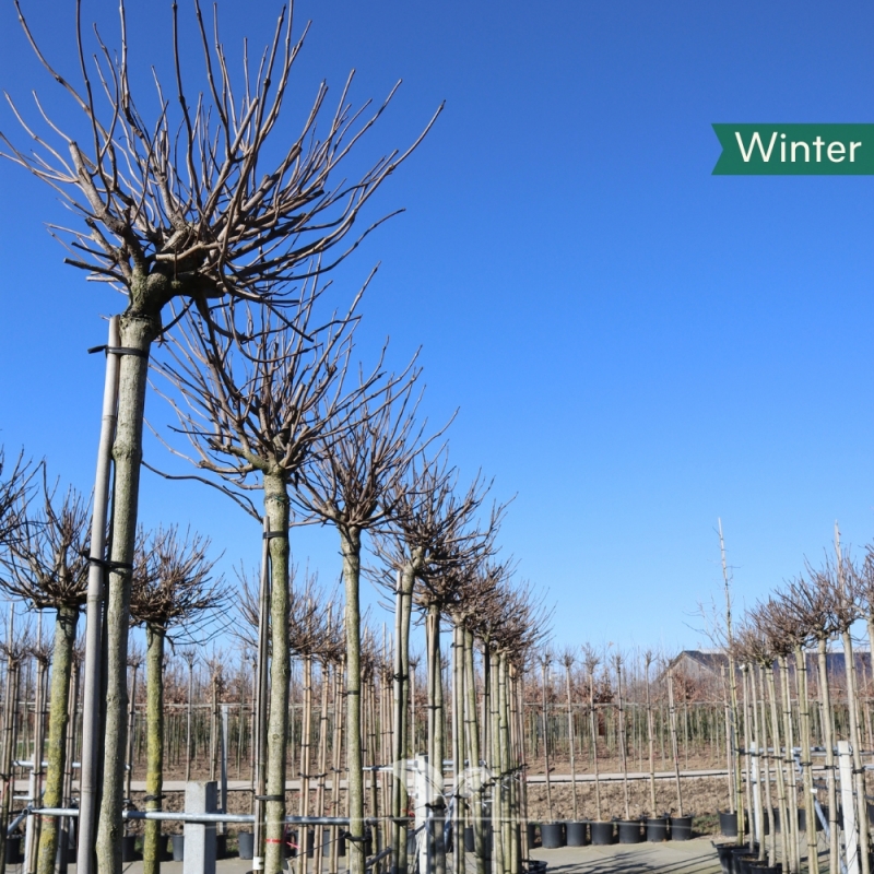 Boltrompetboom - Bolcatalpa Nana - Catalpa bignonioides Nana | Gardline