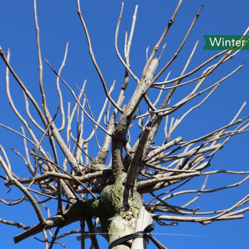 Boltrompetboom - Bolcatalpa Nana - Catalpa bignonioides Nana | Gardline