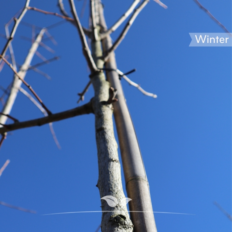 Japanse Notenboom - Ginkgo biloba | Gardline