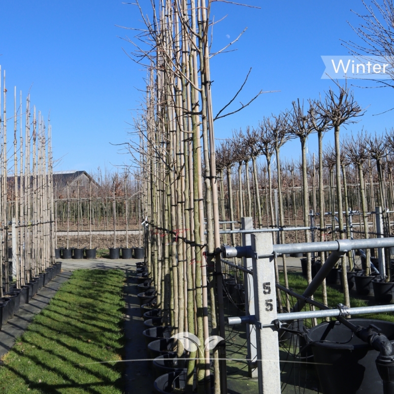 Japanse Notenboom - Ginkgo biloba | Gardline