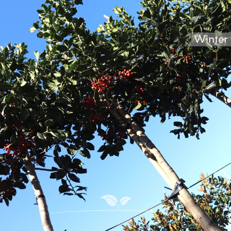 Amerikaanse Hulst Nellie R. Stevens - Ilex mutchagara Nellie R. Stevens | Gardline