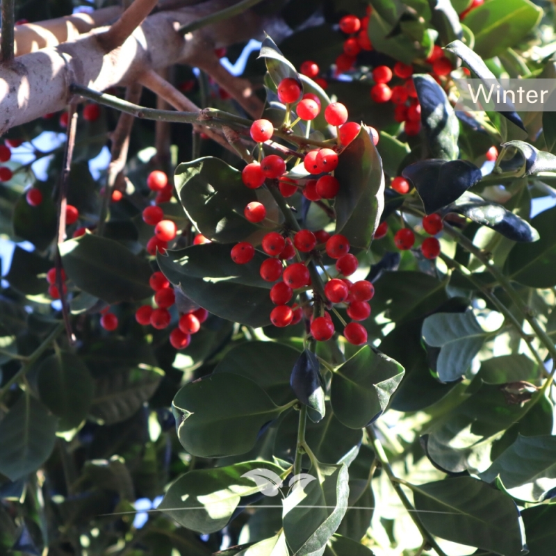 Amerikaanse Hulst Nellie R. Stevens - Ilex mutchagara Nellie R. Stevens | Gardline