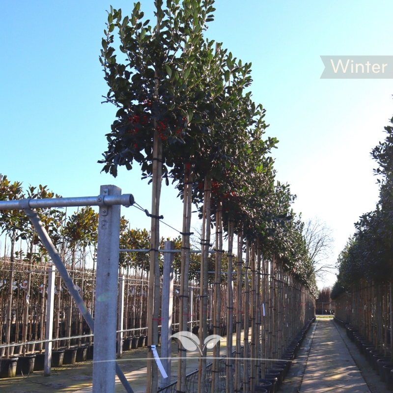 Amerikaanse Hulst Nellie R. Stevens - Ilex mutchagara Nellie R. Stevens | Gardline