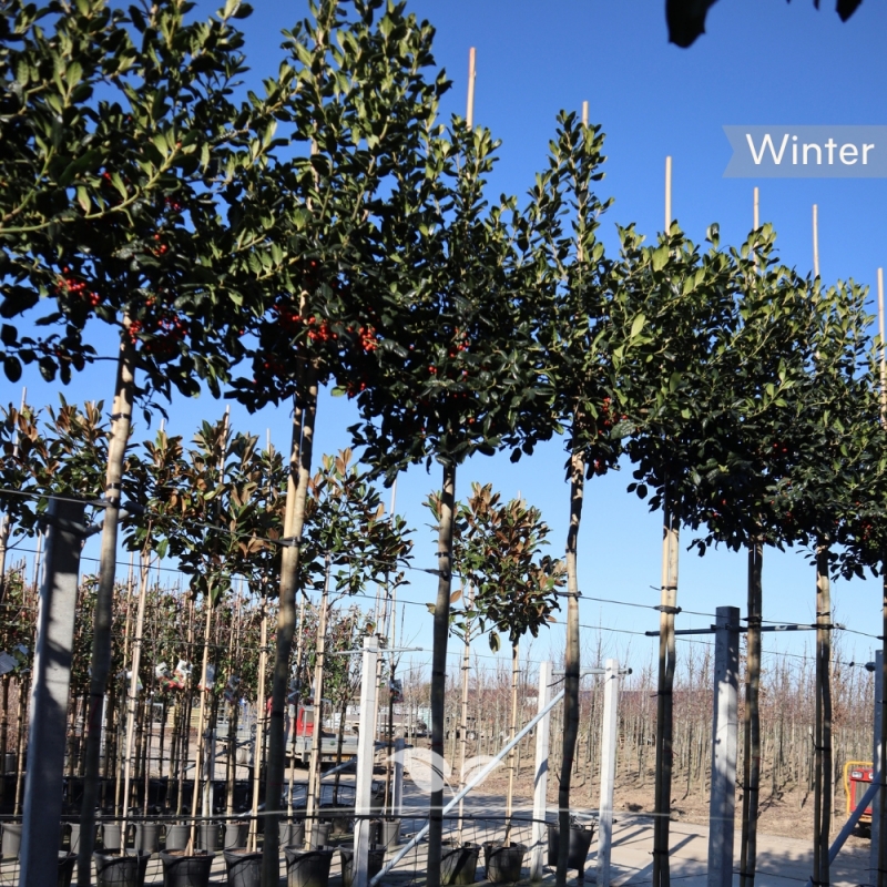 Amerikaanse Hulst Nellie R. Stevens - Ilex mutchagara Nellie R. Stevens | Gardline