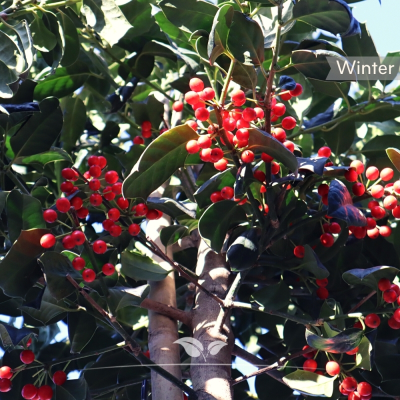 Amerikaanse Hulst Nellie R. Stevens - Ilex mutchagara Nellie R. Stevens | Gardline