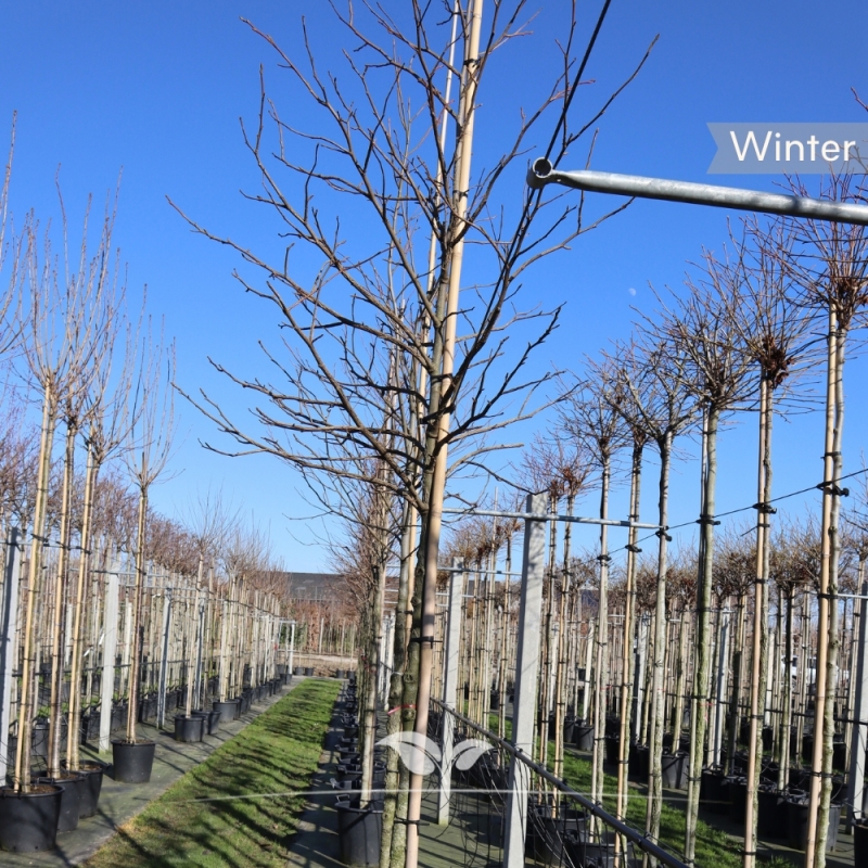 Amberboom - Amerikaanse Amberboom - Liquidambar styraciflua | Gardline