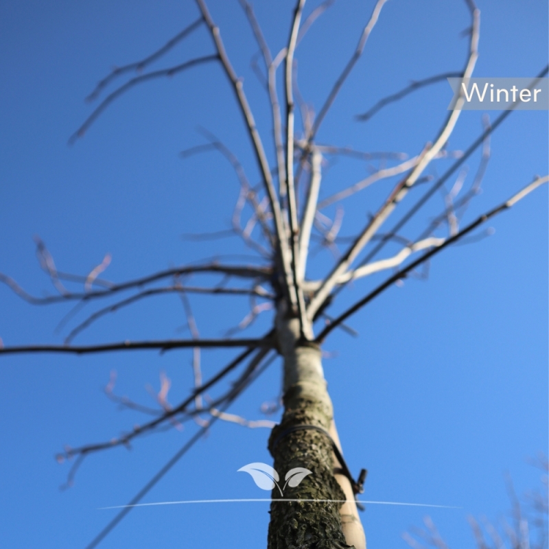 Amberboom Worplesdon - Liquidambar styraciflua Worplesdon | Gardline