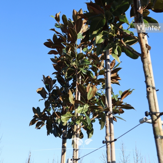 Magnolia grandiflora | Gardline