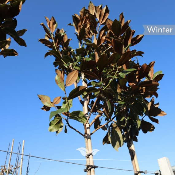 Magnolia grandiflora | Gardline