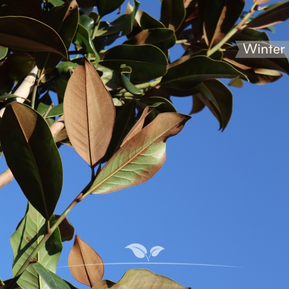 Magnolia grandiflora | Gardline