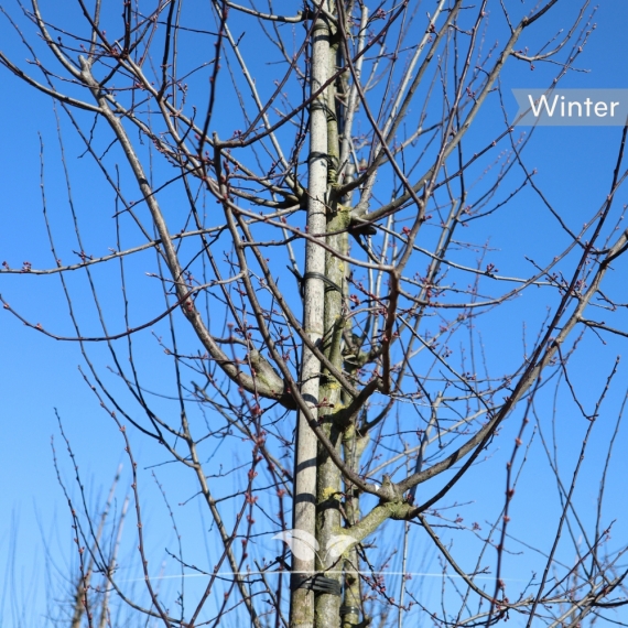 Rode Sierappel - Sierappel Red Sentinel - Malus Red Sentinel | Gardline Rode Sierappel - Sierappel Red Sentinel - Malus Red Sentinel | Gardline