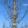 Rode Sierappel - Sierappel Red Sentinel - Malus Red Sentinel | Gardline Rode Sierappel - Sierappel Red Sentinel - Malus Red Sentinel | Gardline