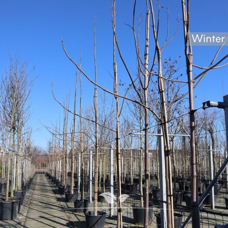 Keizersboom - Anna Paulownaboom - Paulownia tomentosa | Gardline