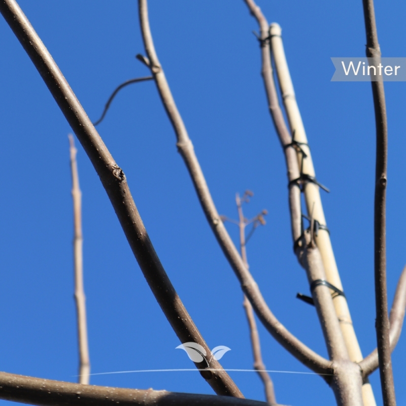 Keizersboom - Anna Paulownaboom - Paulownia tomentosa | Gardline