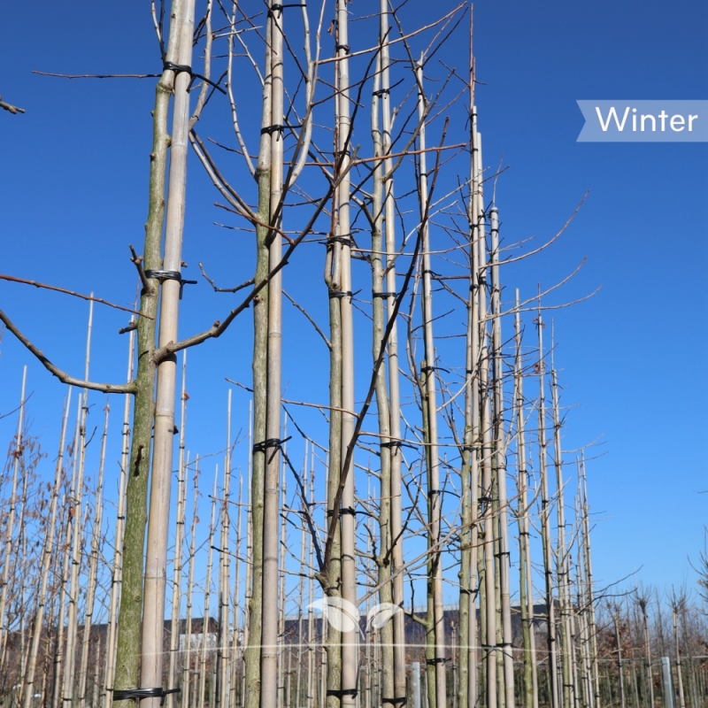 Japanse Notenboom - Ginkgo biloba | Gardline