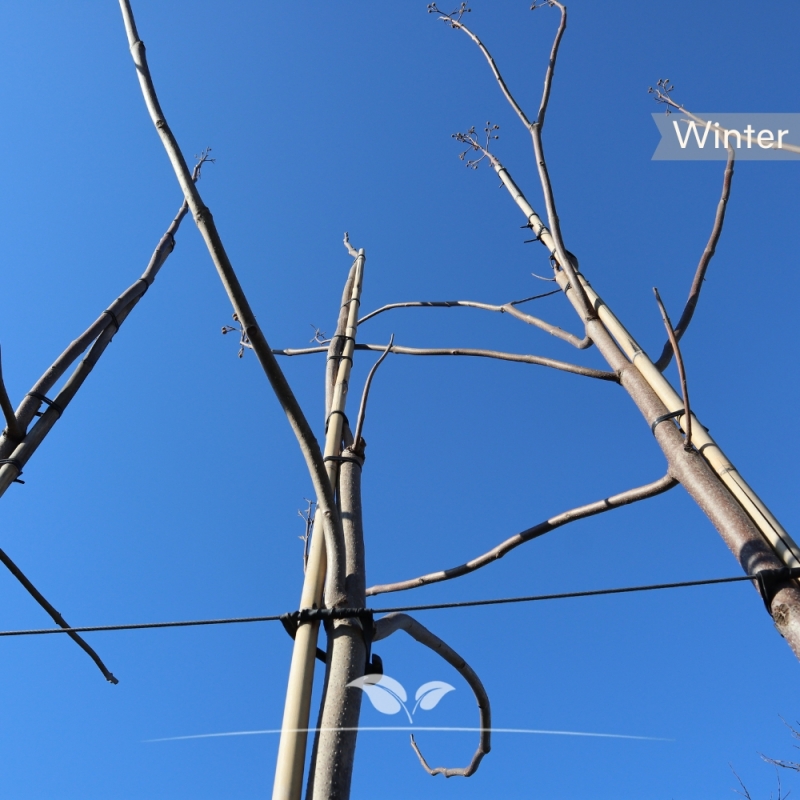 Keizersboom - Anna Paulownaboom - Paulownia tomentosa | Gardline