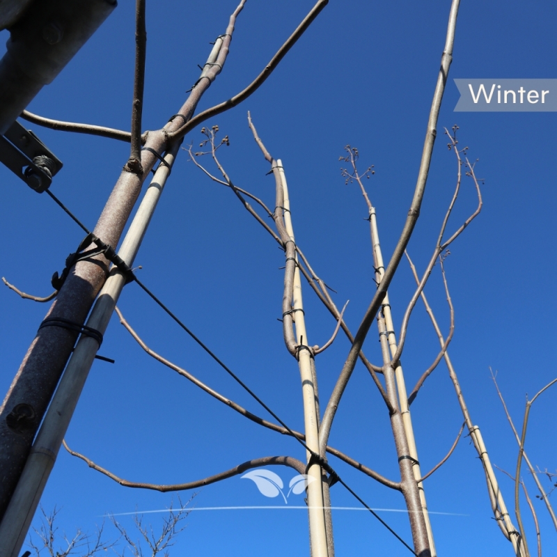 Keizersboom - Anna Paulownaboom - Paulownia tomentosa | Gardline