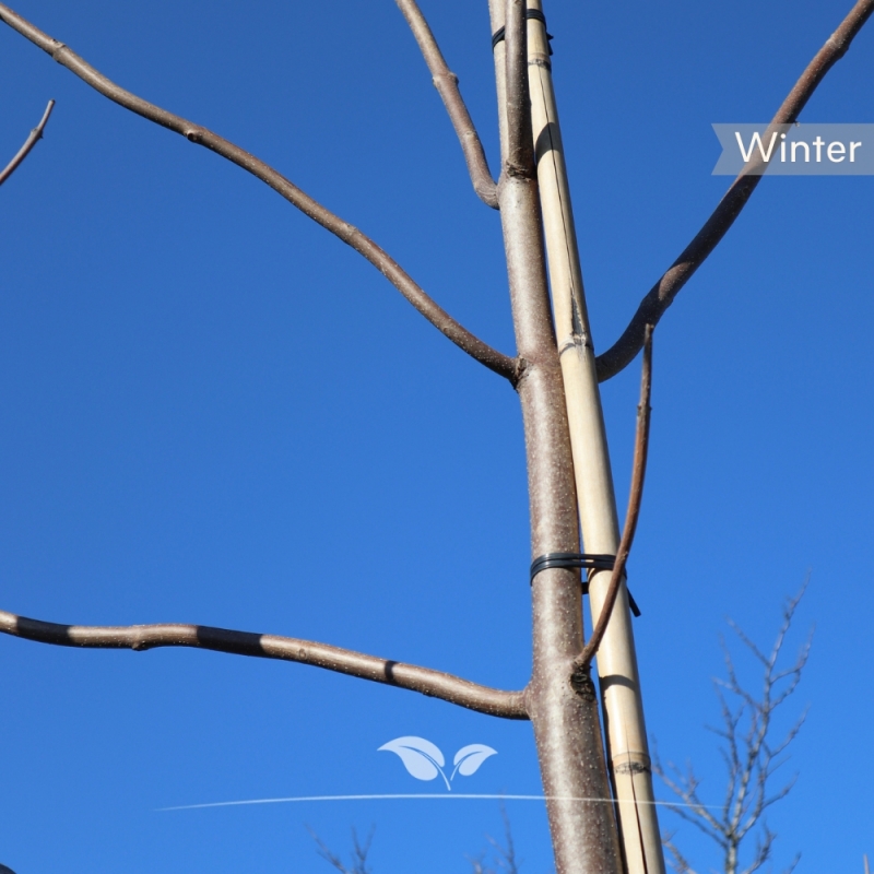 Keizersboom - Anna Paulownaboom - Paulownia tomentosa | Gardline