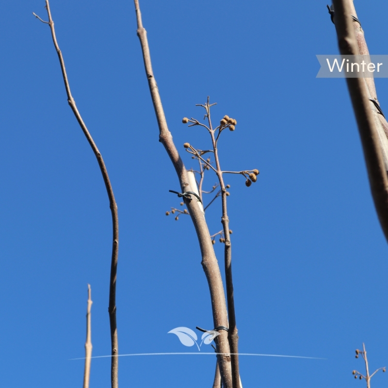 Keizersboom - Anna Paulownaboom - Paulownia tomentosa | Gardline