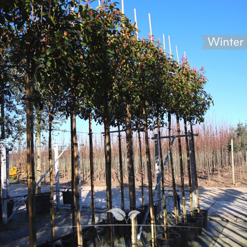 Glansmispel Red Robin - Photinia fraseri Red Robin | Gardline