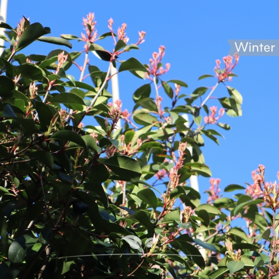 Photinia | Gardline