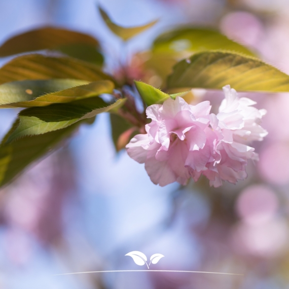 Japanse sierkers | Prunus serrulata Kanzan | Gardline