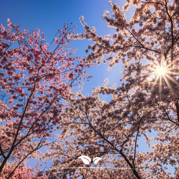 Japanse sierkers | Prunus serrulata Kanzan | Gardline