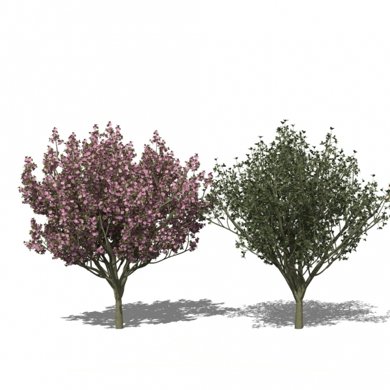 Japanse sierkers | Prunus serrulata Kanzan | Gardline