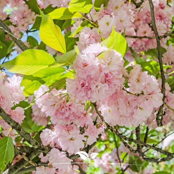 Japanse sierkers | Prunus serrulata Kanzan | Gardline