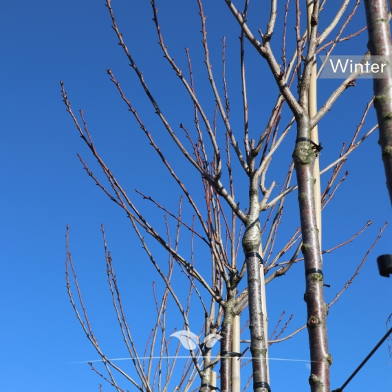 Japanse sierkers | Prunus serrulata Kanzan | Gardline