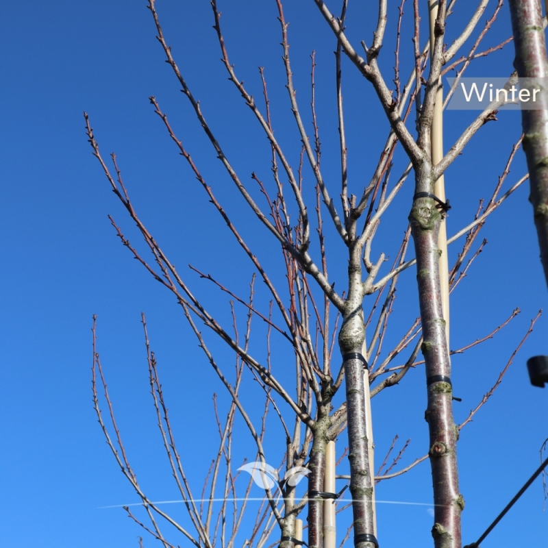 Japanse Sierkers Kanzan - Prunus serrulata Kanzan | Gardline