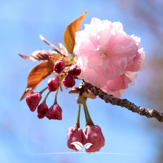 Japanse sierkers | Prunus serrulata Kanzan | Gardline