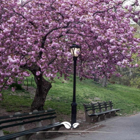 Japanse sierkers | Prunus serrulata Kanzan | Gardline