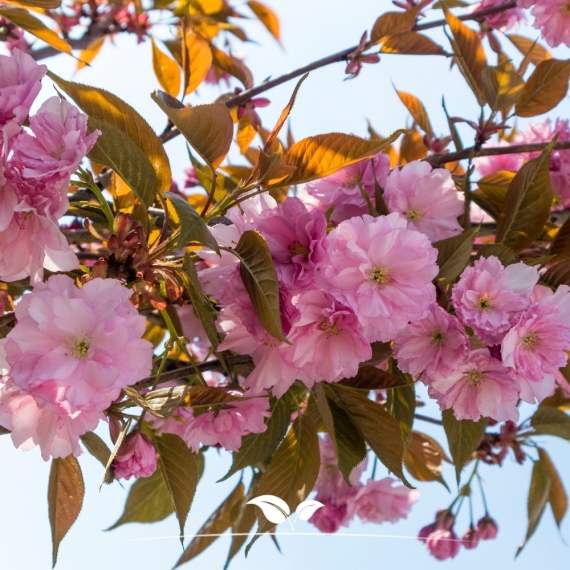 Japanse sierkers | Prunus serrulata Kanzan | Gardline