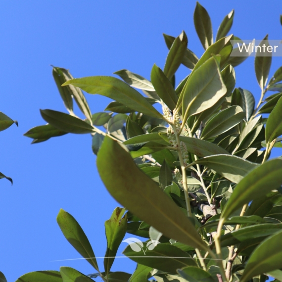 Prunus laurocerasus Caucasica | Gardline