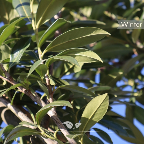 Prunus laurocerasus Caucasica | Gardline