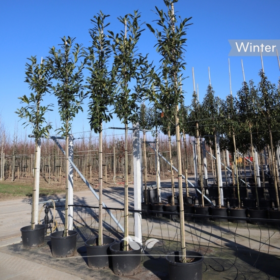 Prunus laurocerasus Caucasica | Gardline