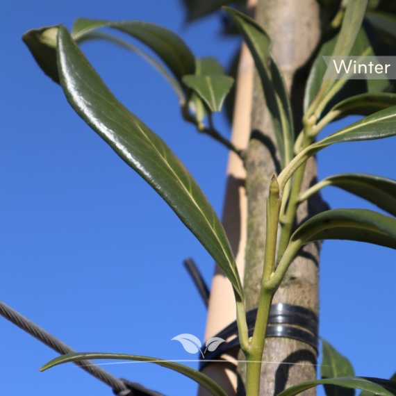 Prunus laurocerasus Caucasica | Gardline