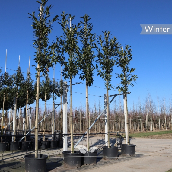 Prunus laurocerasus Caucasica | Gardline